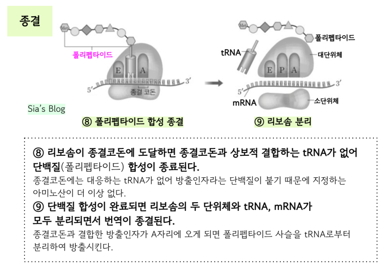 [생명과학] DNA와 유전자의 원리(센트럴 도그마) - 전사, 번역(단백질 합성) : 네이버 블로그