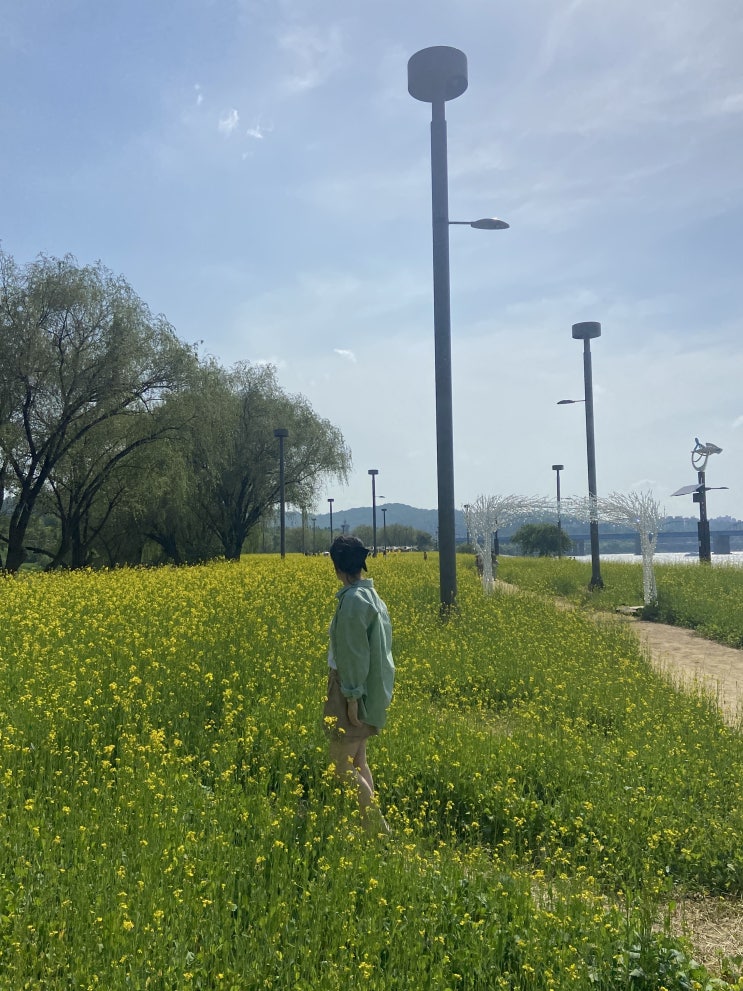  반포 한강 유채꽃보러갔다오기 신반포역에서 내리면 가까움!