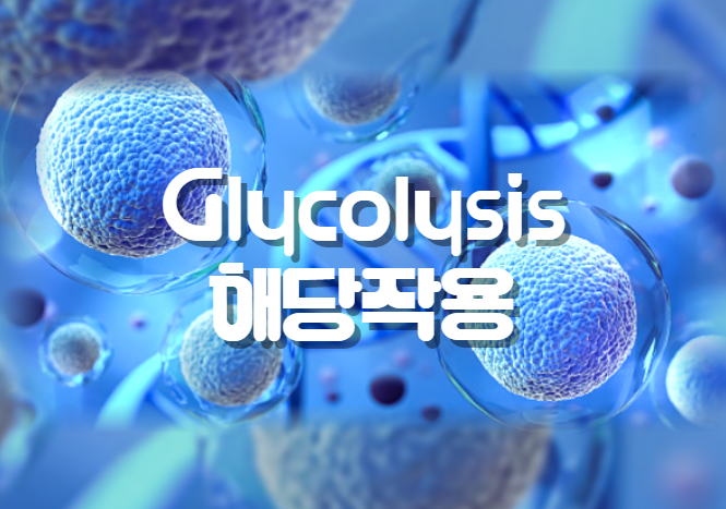 [생화학] Glycolysis 해당작용