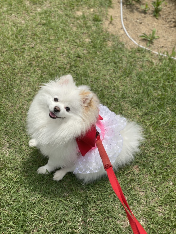  키우기전에 꼭 알아야할 포메라니안 털빠짐