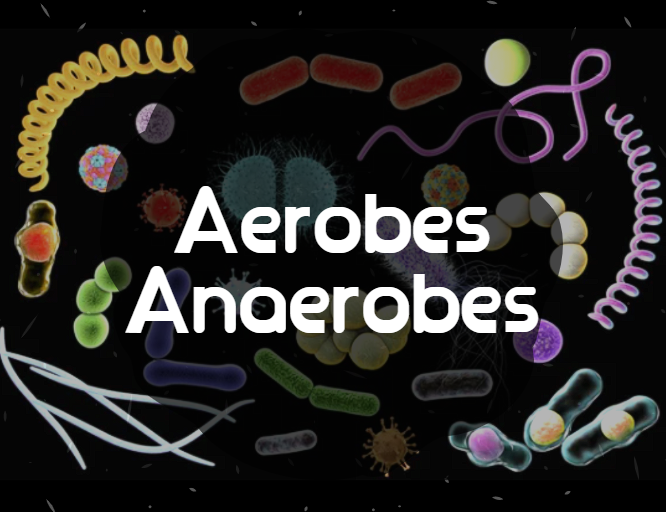 [미생물학] 산소와 무산소 미생물 Aerobes, Anaerobes 종류 5가지