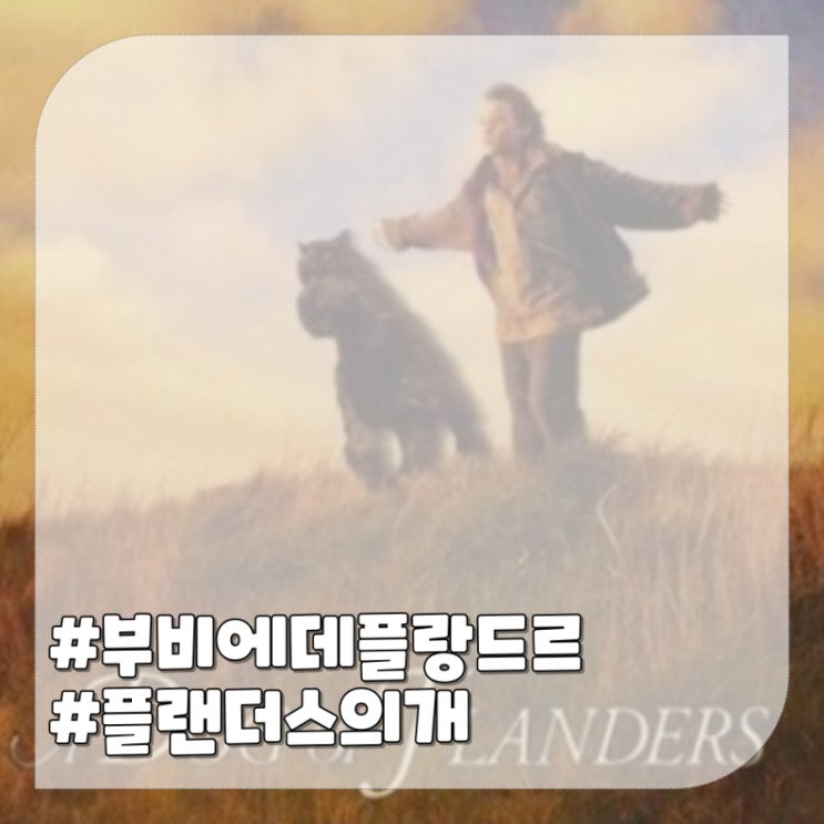  강아지 영화 플랜더스의 개 주인공 품종 부비에 데 플랑드르