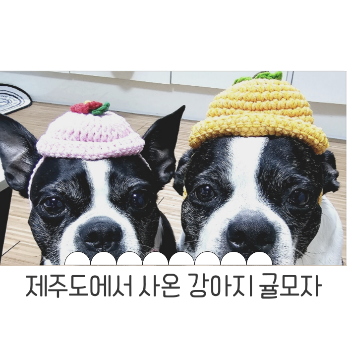  제주도 강아지 귤모자 썬글라스 개깜찍