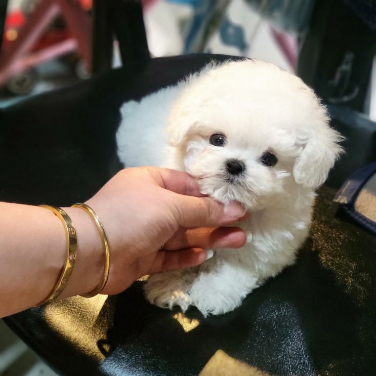  강남미니비숑분양 너무이쁜 쌍둥이형제