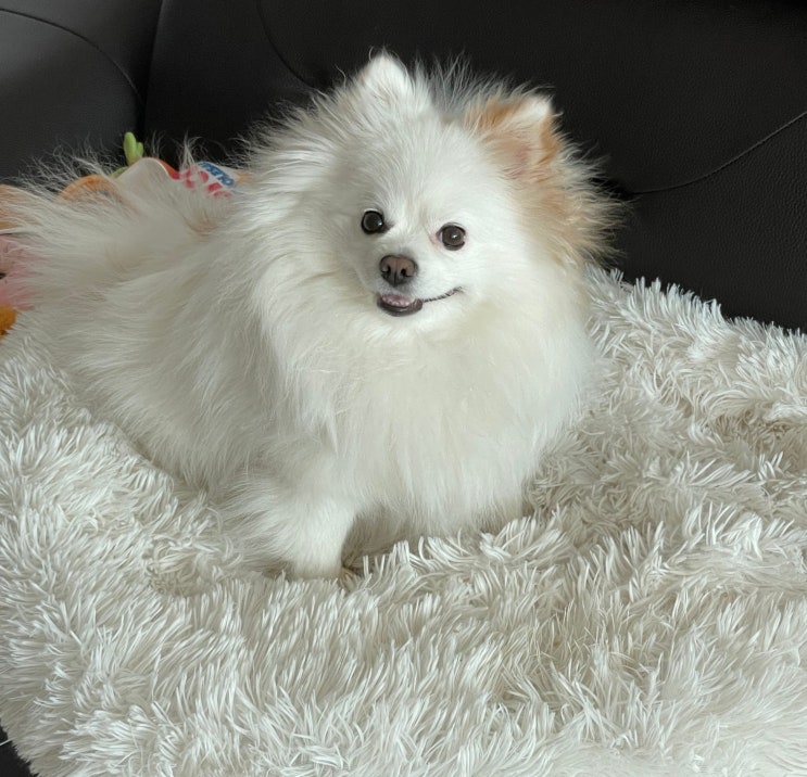  강아지 고양이 나이 계산기 쉬워요.