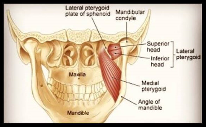  외측익상근(lateral pterygoid)의 기능과 이완법