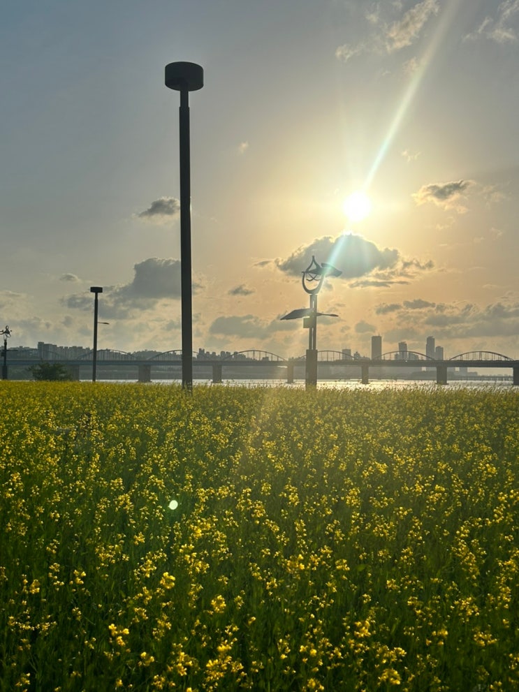 2023 반포 서래섬 유채꽃 축제, 반포한강공원 야경과 무지개분수
