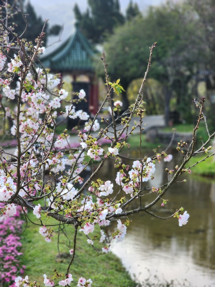 [타이베이] 4박 6일 미리 봄, 꽃 그리고 타이베이 여행기 - 2일차(2/2): 양명산 꽃시계, 언제든 날씨가 좋다면, 마지스퀘어(마지마지)