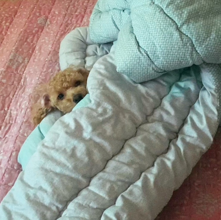 빼꼼 토리 빼꼼 토리