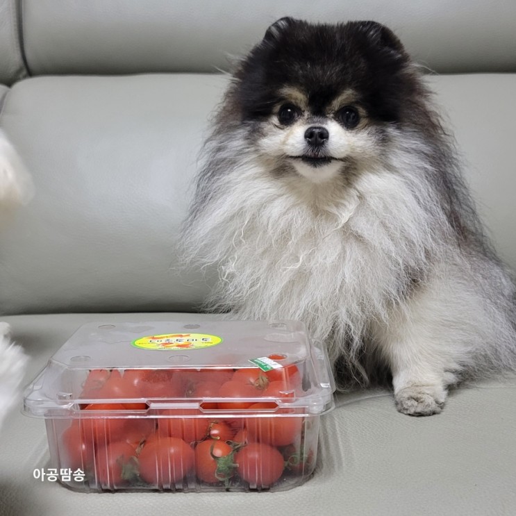 강아지 방울 토마토 먹어도 되는 채소 껍질 꼭지는?