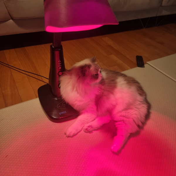 원적외선 맛집 고양이는 원적외선기를 좋아해 (빨간 불 주의)