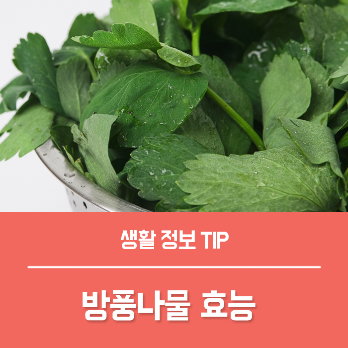  방풍나물 효능 TOP4, 방풍나물 보관법 부작용은?
