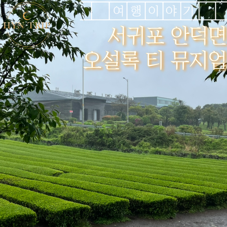  서귀포 비오는날엔 오설록 티 뮤지엄 구경