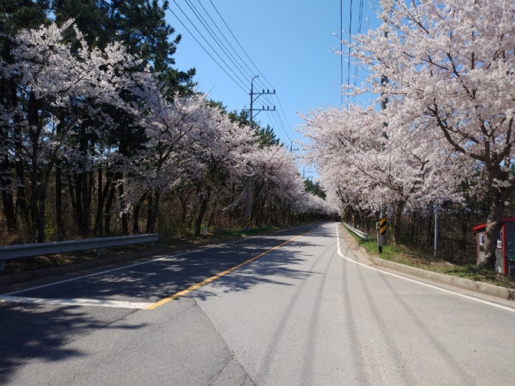  [장산] 태안 전원주택 벚꽃길 & 산책로 : 2탄