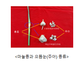 씨마늘 구매 비용 아끼는 마늘종 활용법은? 씨마늘 구매 비용 아끼는 마늘종 활용법은?