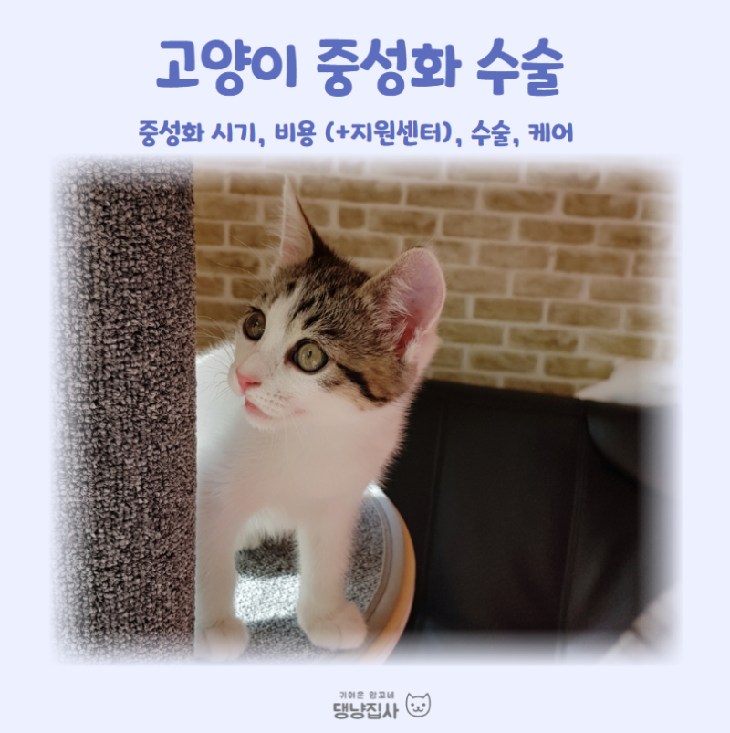 고양이 중성화의 시기와 비용 수술 후 케어 방법은? : 네이버 블로그 고양이 중성화의 시기와 비용 수술 후 케어 방법은? : 네이버 블로그