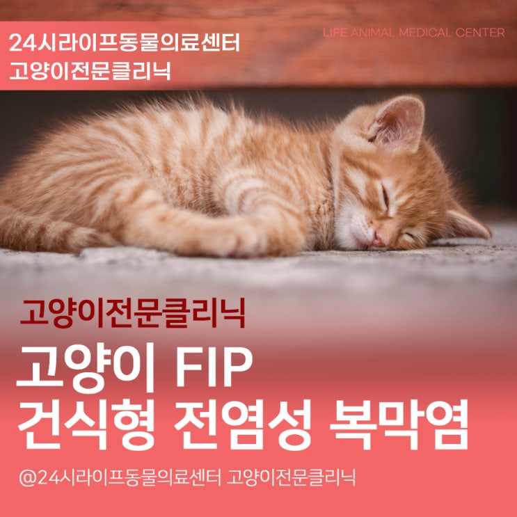대구 고양이 복막염 치료 : 건식형 고양이 전염성 복막염 FIP
