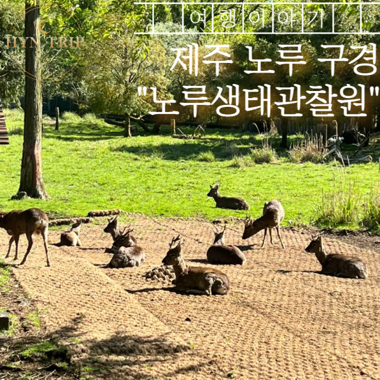  제주 여행 노루 구경 투어 노루생태관찰원