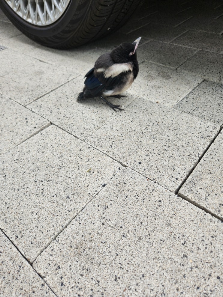  신기한 새