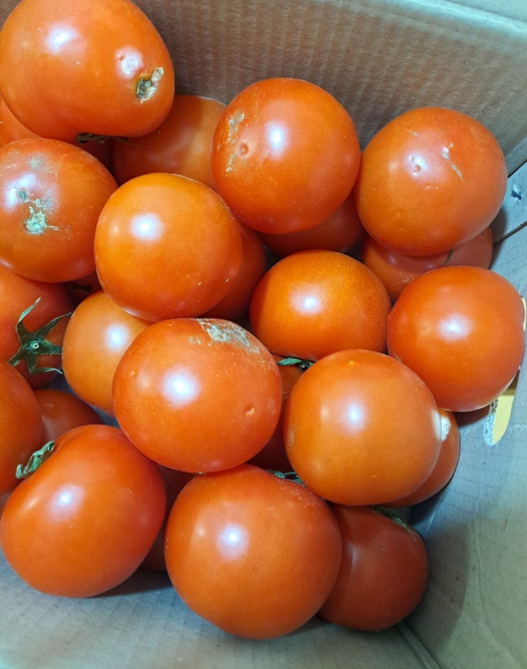 청풍명월장터 무농약토마토 5kg 청풍명월장터 무농약토마토 5kg