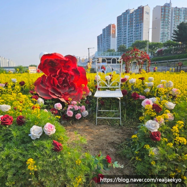  서울장미축제 중랑천 중랑장미공원 5월 서울 꽃구경 장미터널 추천(볼거리, 포토존, 장미 개화 현황)