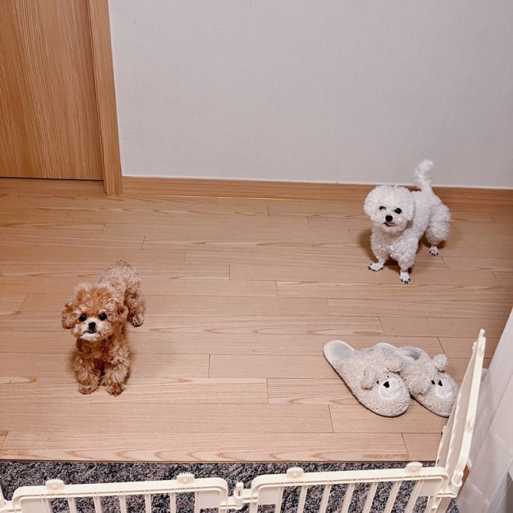   밁쿵희네 일상 이야기