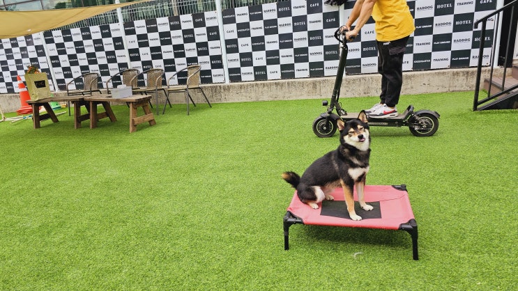  송파애견호텔 :) 라드독(강아지킥보드)