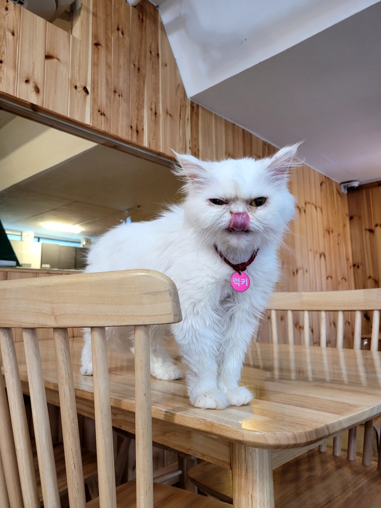 강남역 고양이 카페 집사의하루 귀여운 유기묘 카페