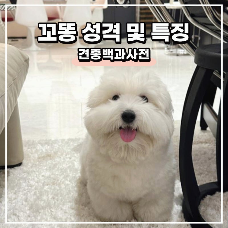 털 안빠지는 강아지 꼬똥 드 툴레아, 성격 특징 분양(꼬동 꼬통 꽃동) : 네이버 블로그