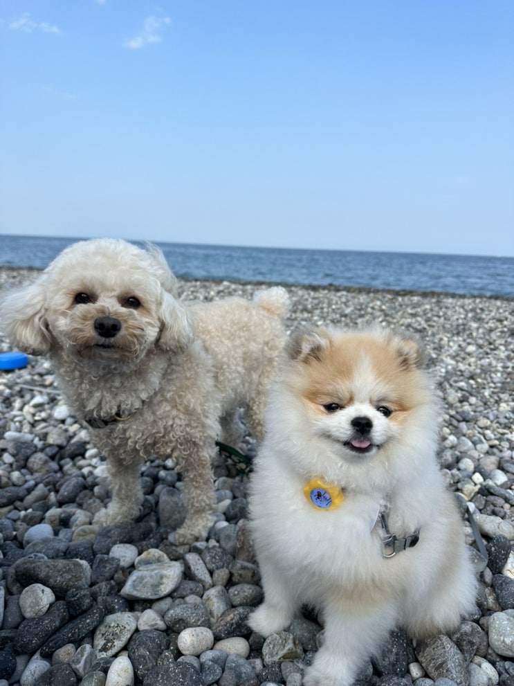  밍밍이 인생 첫 바다