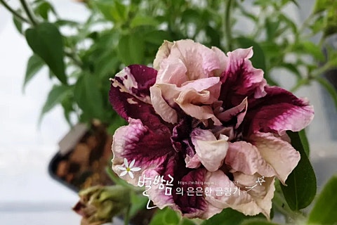 (주)하나마이 이미지