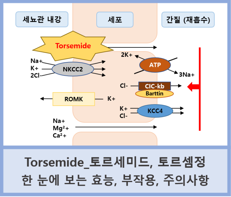 [이뇨제 Torsemide] 토르셈정과 토르세미드 기전, 효능, 주의사항, 라식스와 비교