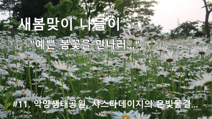 #11. 함안 악양 생태공원, 샤스타데이지의 은빛 물결... #11. 함안 악양 생태공원, 샤스타데이지의 은빛 물결...