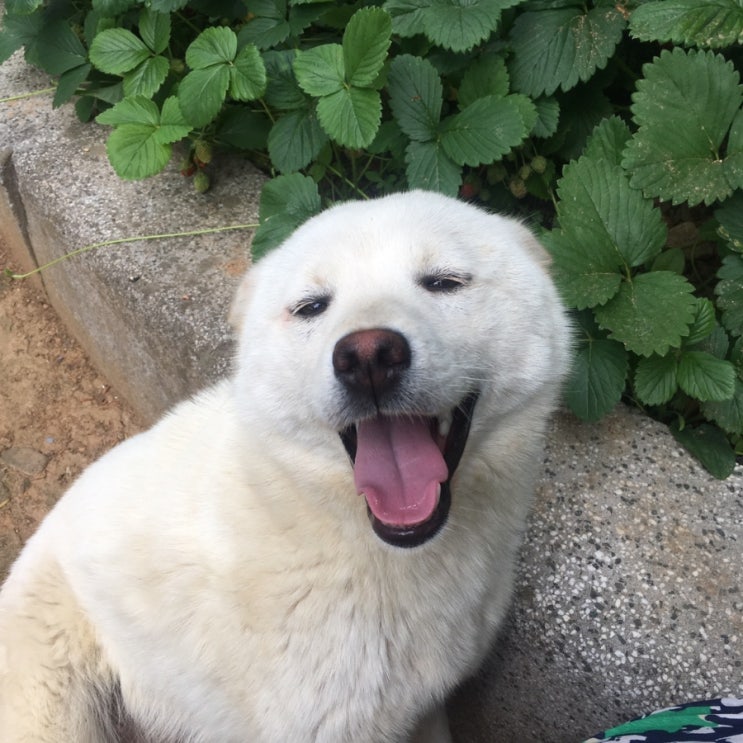  똥강아지