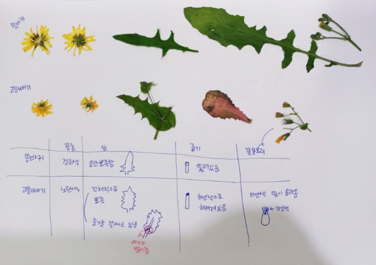  샬롯 일기_자연 관찰] 5월 중순에 흐드러지게 핀 노랑꽃들아, 정체를 밝혀라! (씀바귀와 고들빼기)