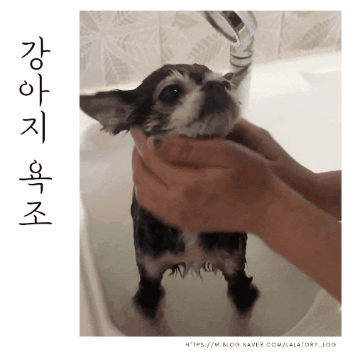  [반려생활] 장모 치와와 목욕하기 강아지 욕조 후기
