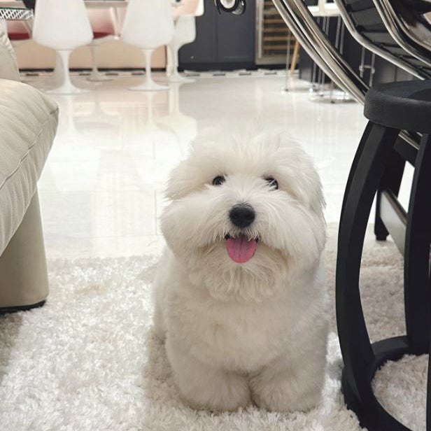 털 안빠지는 강아지 꼬똥 드 툴레아, 성격 특징 분양(꼬동 꼬통 꽃동) : 네이버 블로그