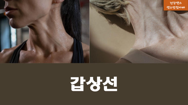  갑상선이란? 갑상선수치, 갑상선염 정확히 알고 갑상선에 좋은차 좋은음식으로 예방하기