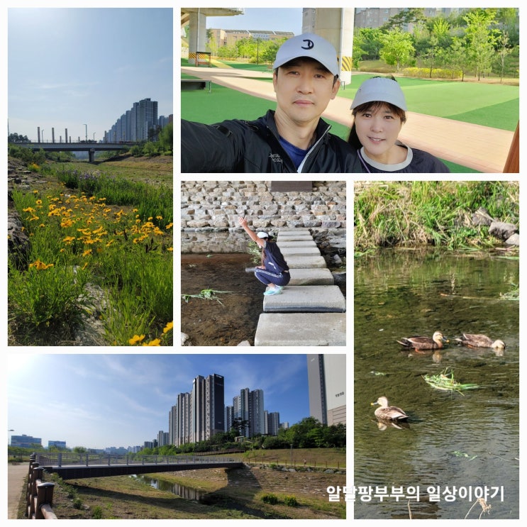 주말아침 아내랑 신리천 산책 한바퀴 이런게 행복이다. 주말아침 아내랑 신리천 산책 한바퀴 이런게 행복이다.