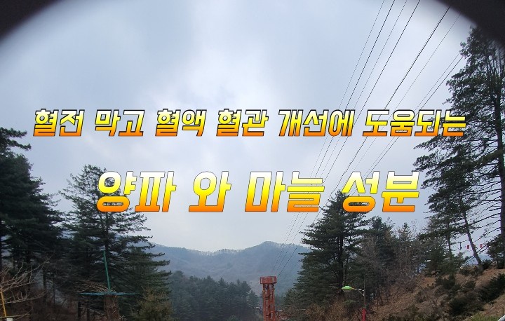 혈전 막고 혈액 혈관 개선에 도움되는 양파 와 마늘 성분! 혈전 막고 혈액 혈관 개선에 도움되는 양파 와 마늘 성분!