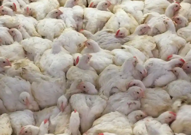 저는 수십 년 동안 공장에서 사육되는 닭들의 끔찍한 삶에 반대하는 캠페인을 벌였습니다. 하지만 지금은 희망이 있습니다
