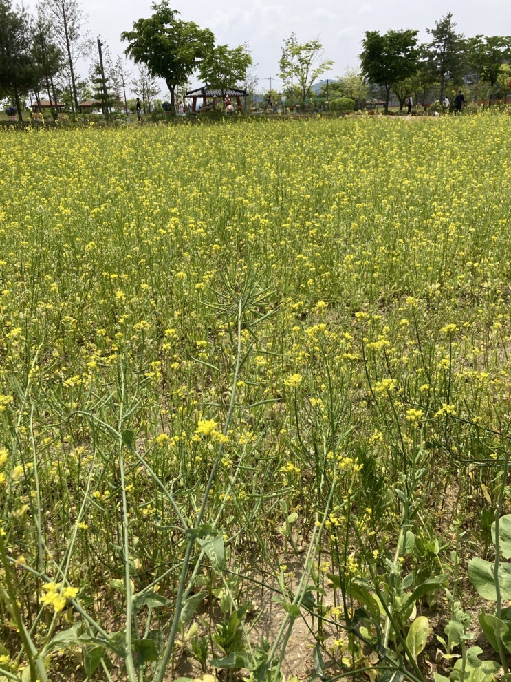 청주 상당구청 5가지 좋은 점, 유채꽃, 도시농업 페스티벌, 열대식물원, 데이트 코스