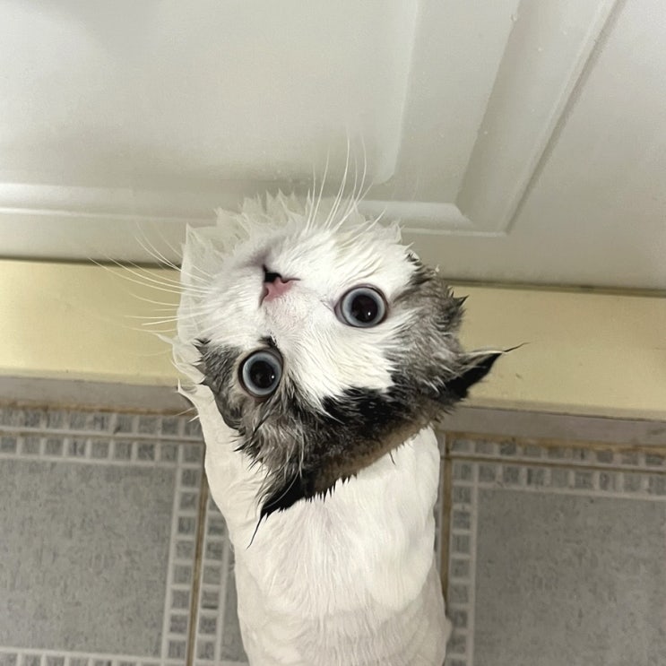  [고양이 목욕] 털갈이 그리고 똥구멍 냄새에 취해…