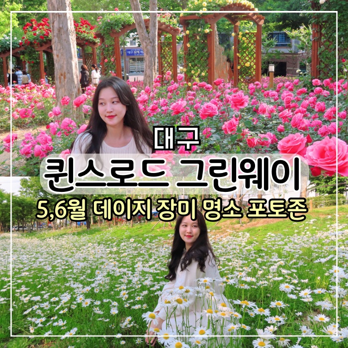  [대구 여행] 대구 5월 샤스타 데이지 장미 명소 퀸스로드 그린웨이 실시간 개화,대구 가볼만한곳 근처 주차장 위치