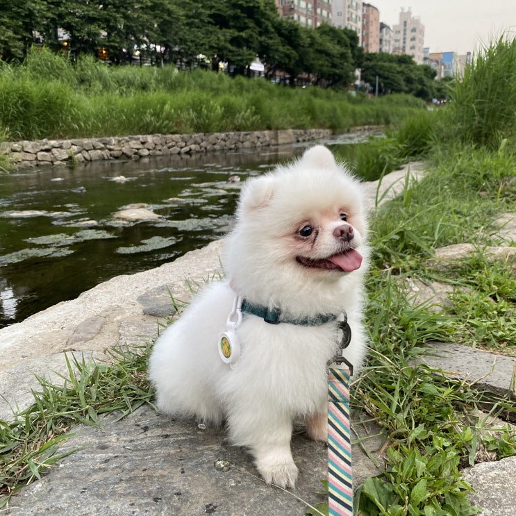  강아지 진드기 퇴치 목걸이 추천 이지세이프클립 후기