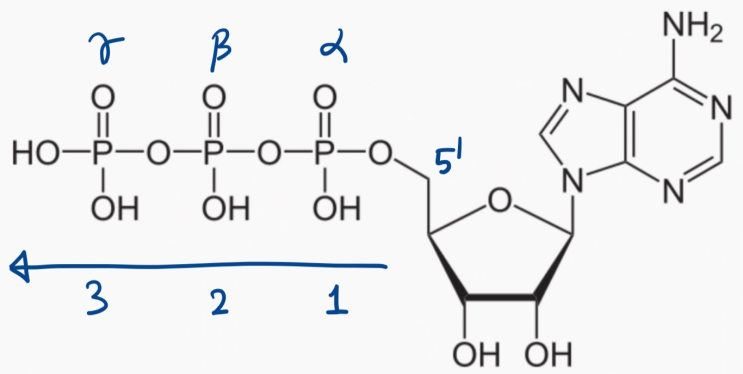 Triphosphate의 α β γ 위치