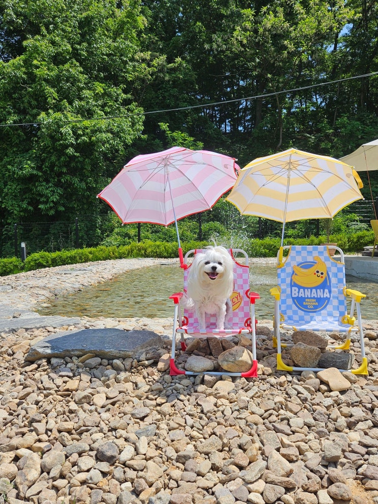  청주 모리네집 애견카페 실내 실외 천연잔디 운동장