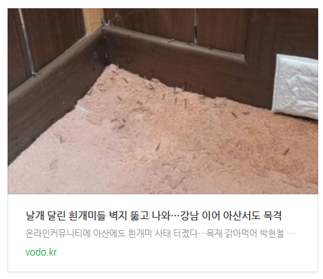 [저녁뉴스] "날개 달린 흰개미들 벽지 뚫고 나와"…강남 이어 아산서도 목격