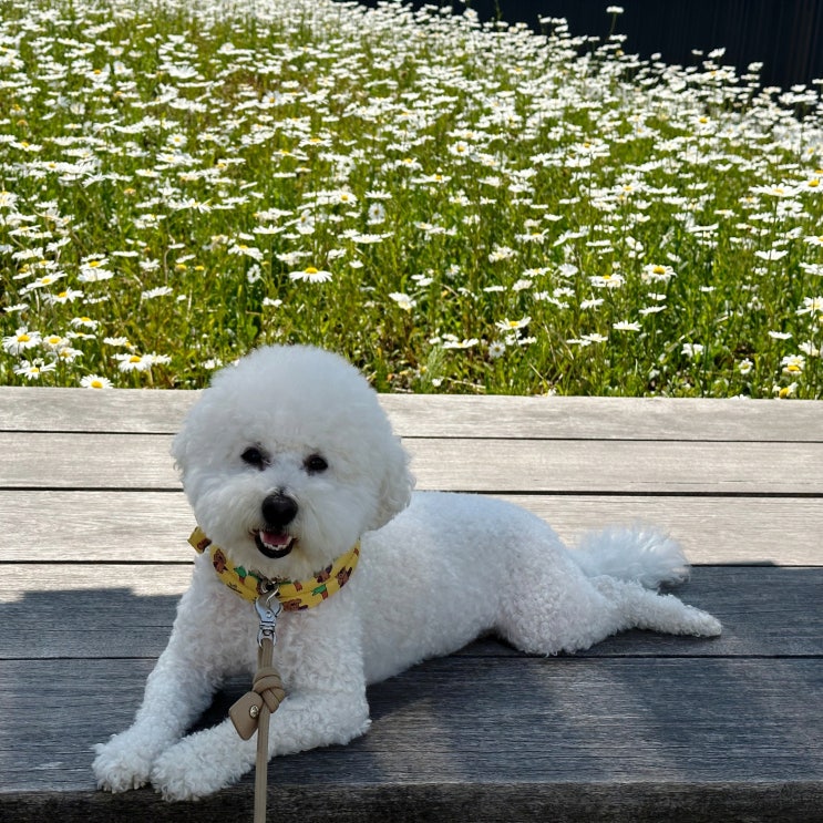 강아지 풀 먹는 이유와 말려야 하는 까닭은
