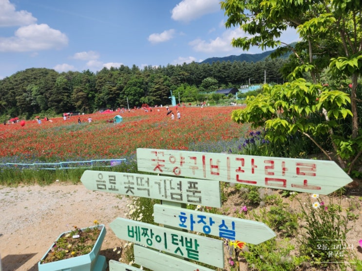  [원주 양귀비꽃축제] 놀러가요~!